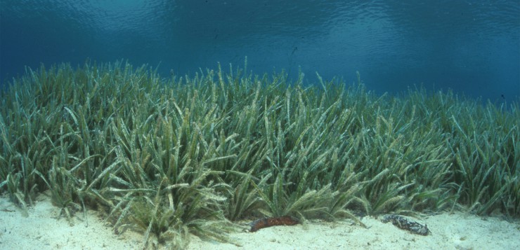 Resiliència de les praderies d’angiospermes marines davant l’escalfament global