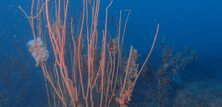 Conservación de la gorgonia Ellisella paraplexauroides en el  Mediterraneo