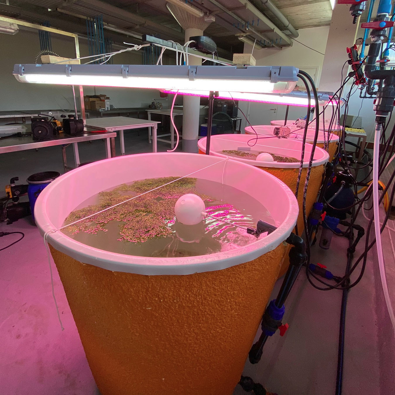 Laboratori d'Experimentació amb Orgaismes Vius (LEOV) 1