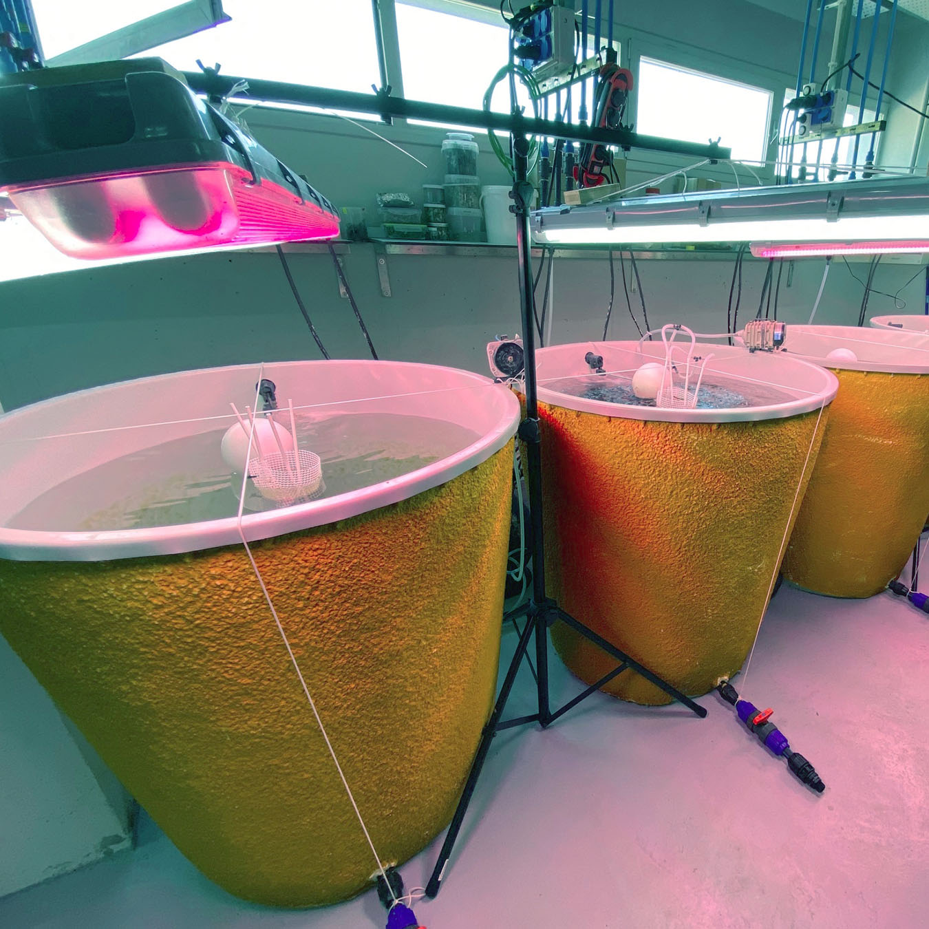 Laboratori d'Experimentació amb Orgaismes Vius (LEOV) 2