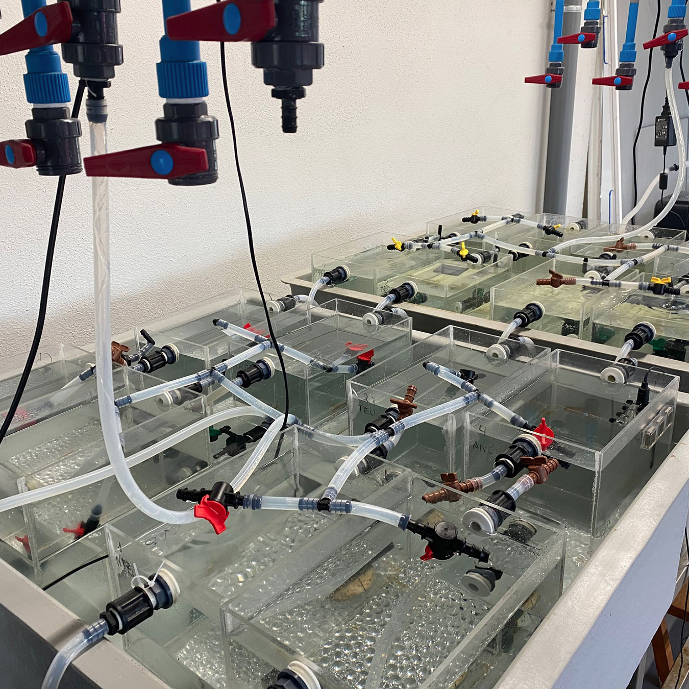 Laboratori d'Experimentació amb Orgaismes Vius (LEOV) 6