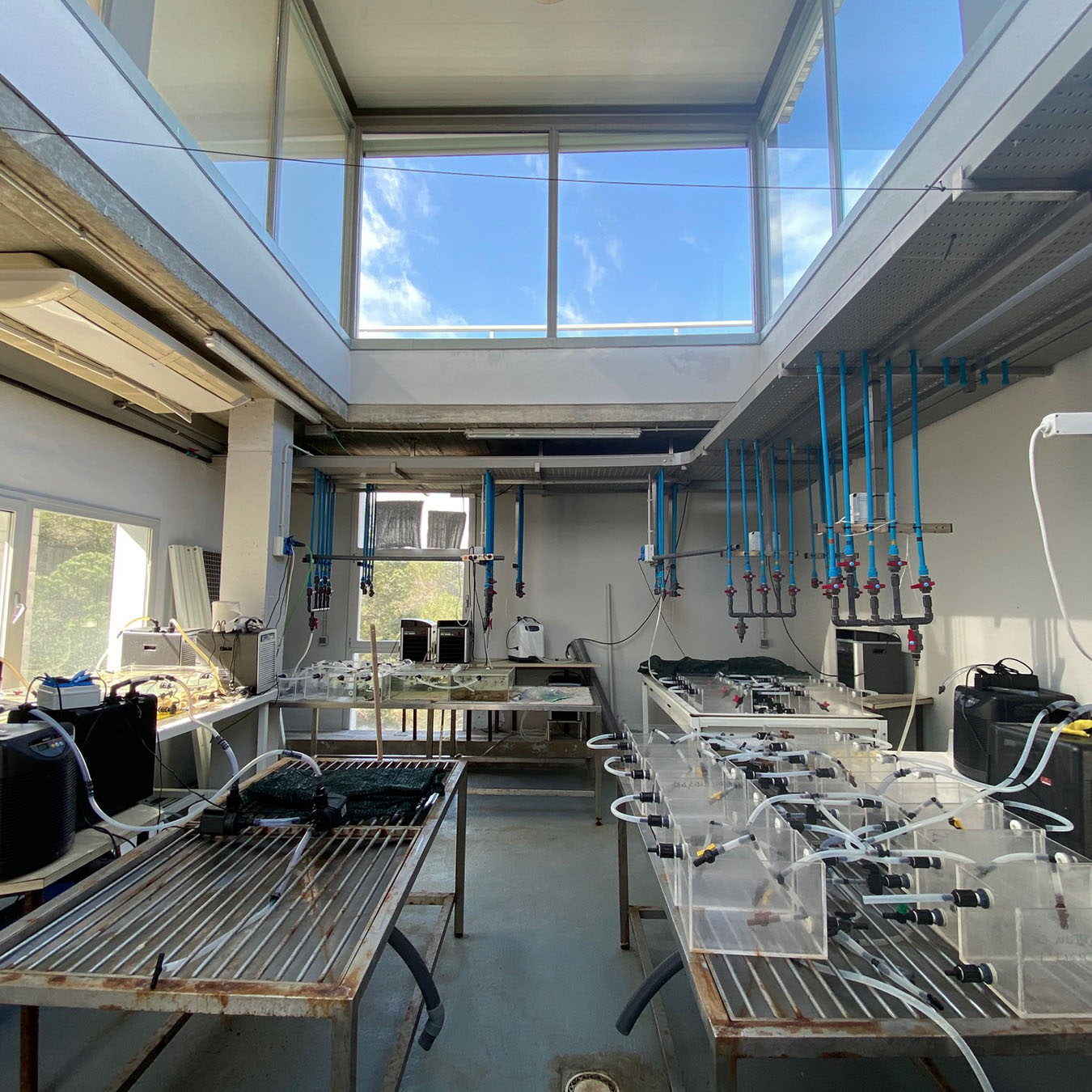 Laboratori d'Experimentació amb Orgaismes Vius (LEOV) 9