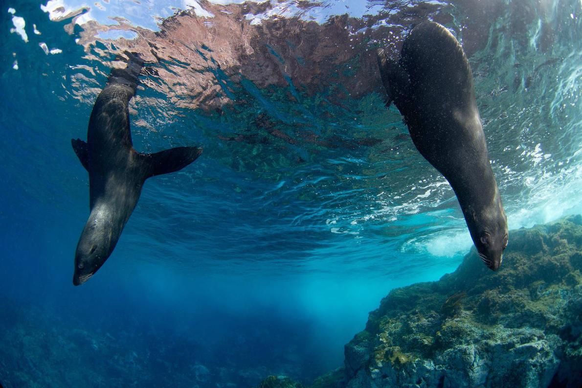 imatge-arxiu-animals-marins