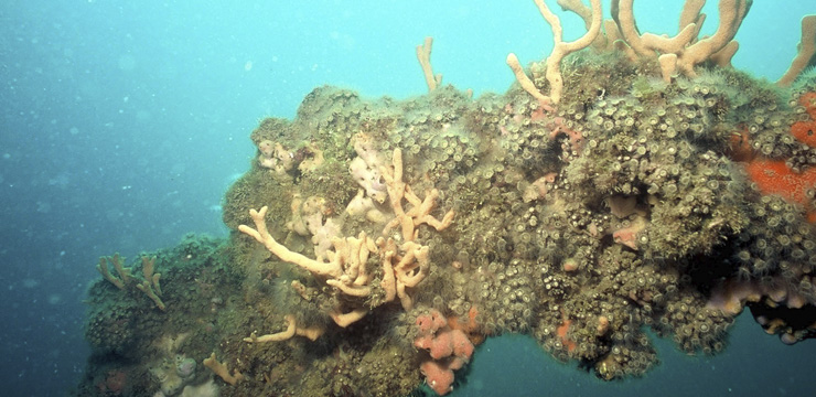 reefvolution