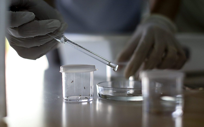 feines-lab-mosquits