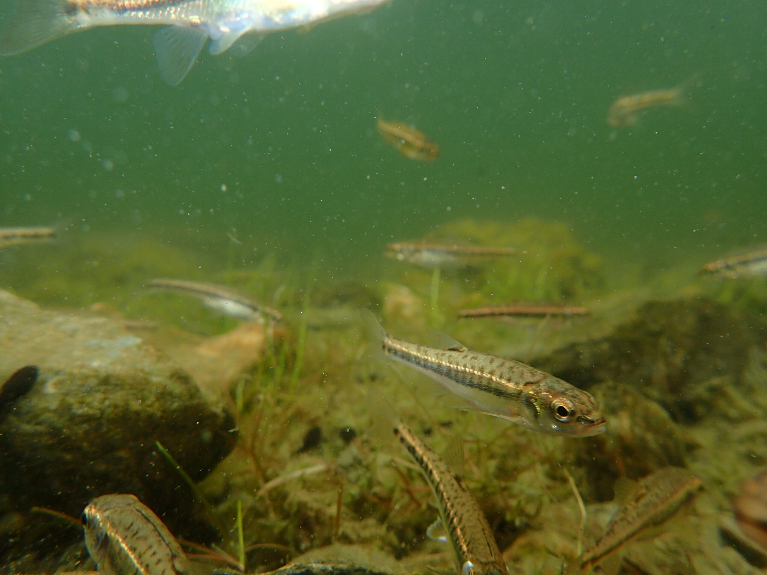 vero-estany-pirineu-autoria-MV-Soliguera