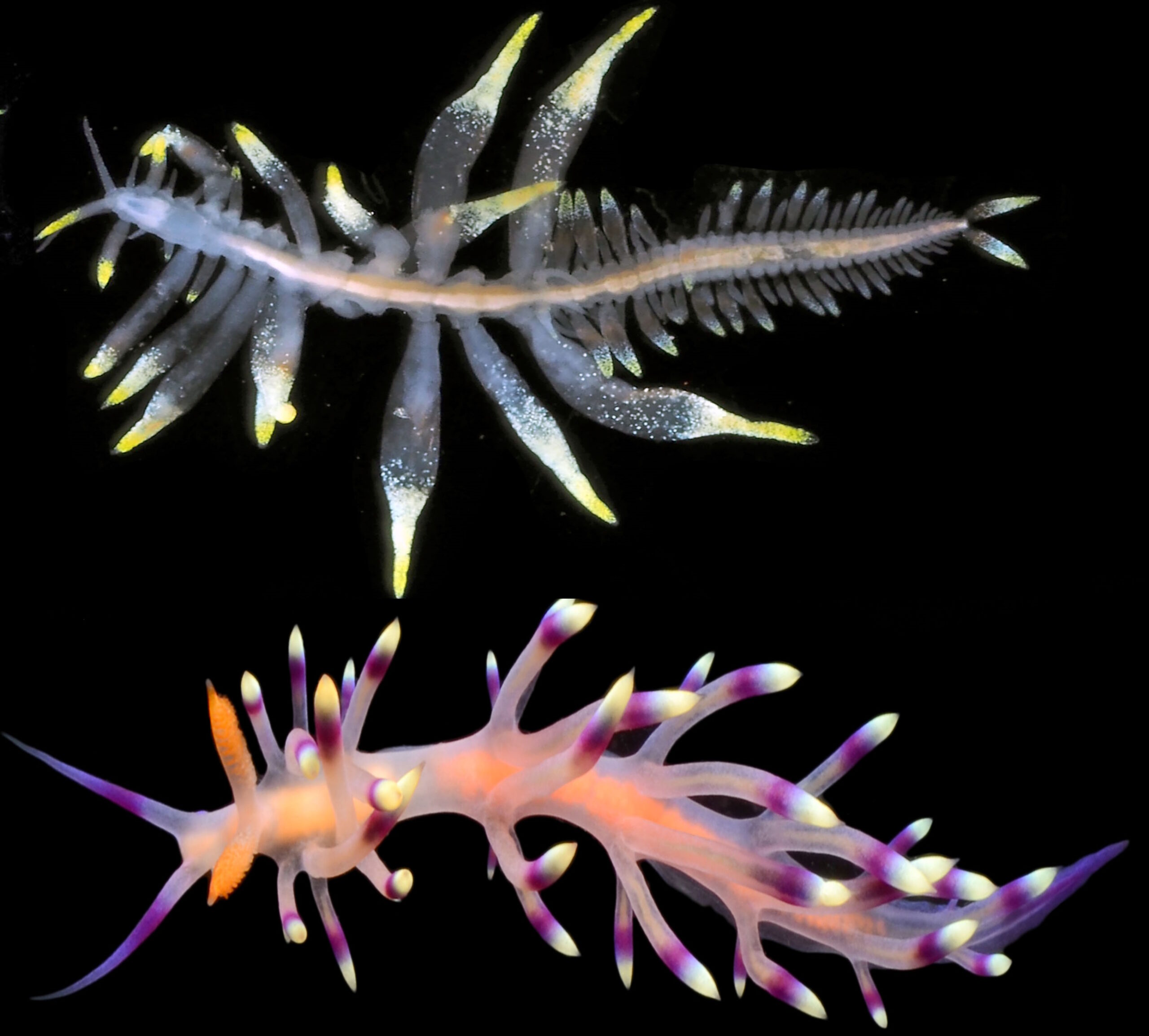 polychaete-nudibranch-japan-vietnam