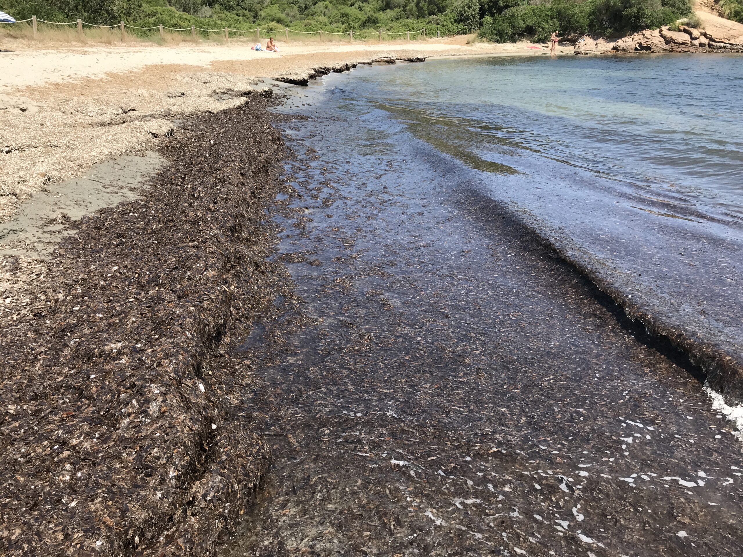 imatge-restes-plantes-marines-a-la-platja-de-es-grau-menorca-autoria-jordi-pages