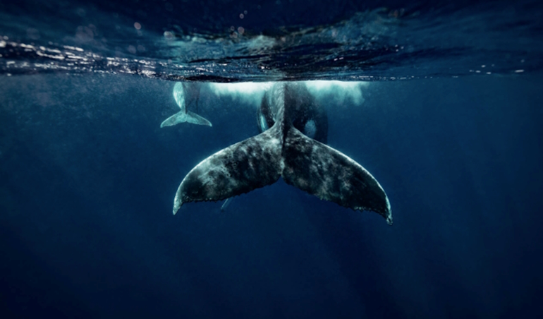 imatge-projecte-bussiness-for-ocean-sustainability