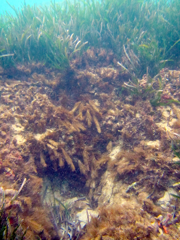 Mata morta. Cala Giverola (Tossa). Febrer 2020