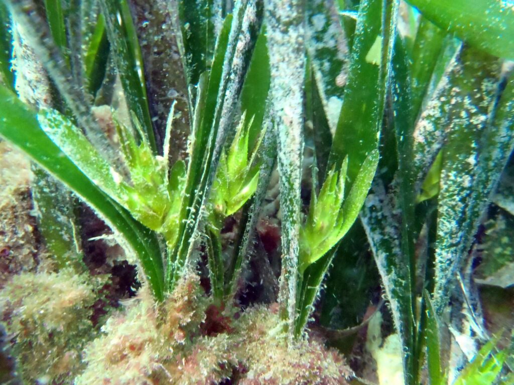 posidonia-oceanica
