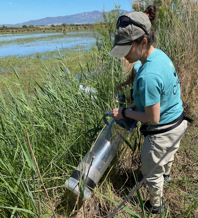 mostreig-mosquits-adults-aiguamolls-emporda-maig-2025