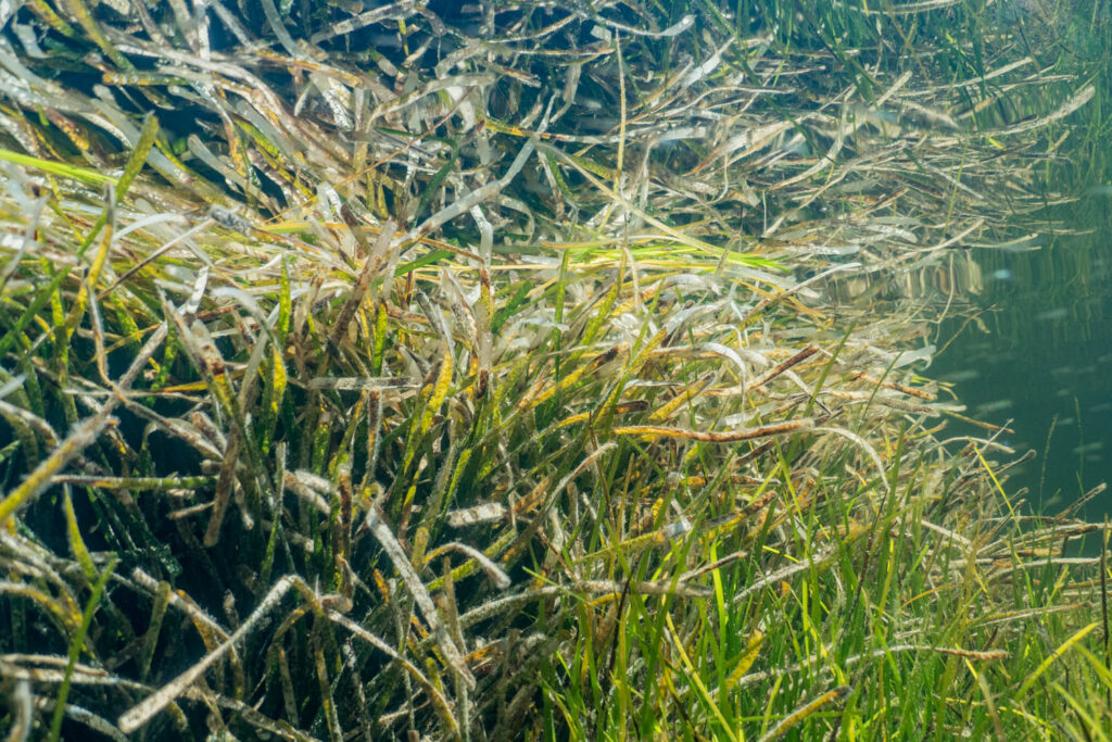 POSIDONIArXiv_posidonia_oceanica