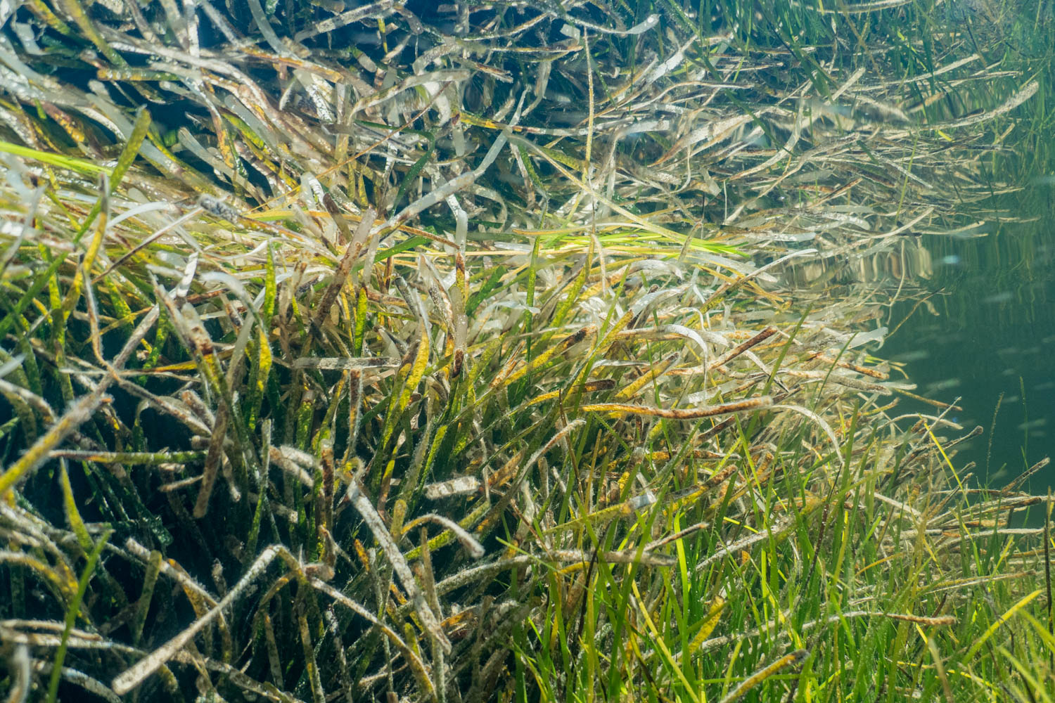 POSIDONIArXiv_posidonia_oceanica